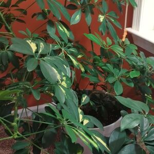 Meet your Posher, Kammie